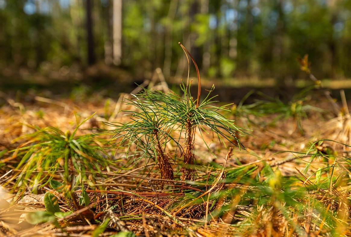 Land at 0 Prairie Road, Osseo, WI 54758 — photo 22