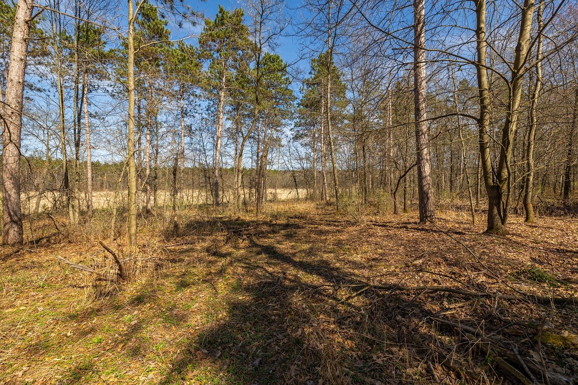 Land at 0 Prairie Road, Osseo, WI 54758 — photo 4