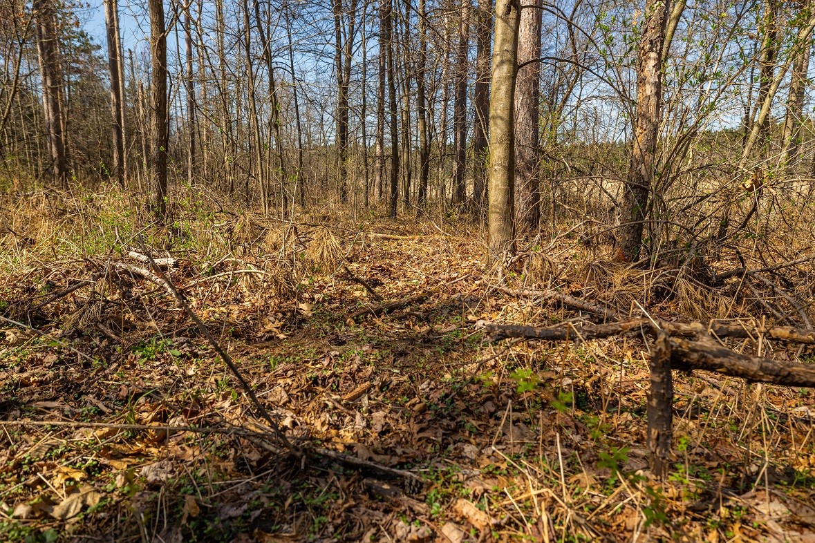 Land at 0 Prairie Road, Osseo, WI 54758 — photo 6