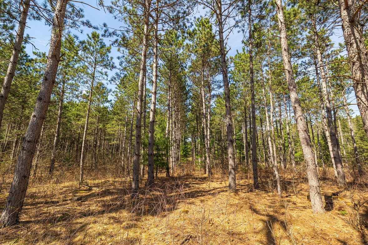 Land at 0 Prairie Road, Osseo, WI 54758 — photo 6