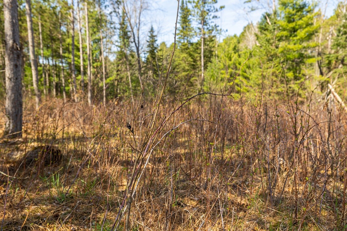 Land at 0 Prairie Road, Osseo, WI 54758 — photo 8