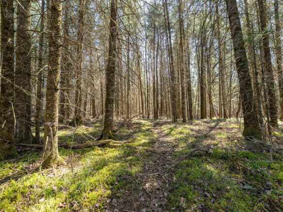 0 Clover Rd S, Winter, WI