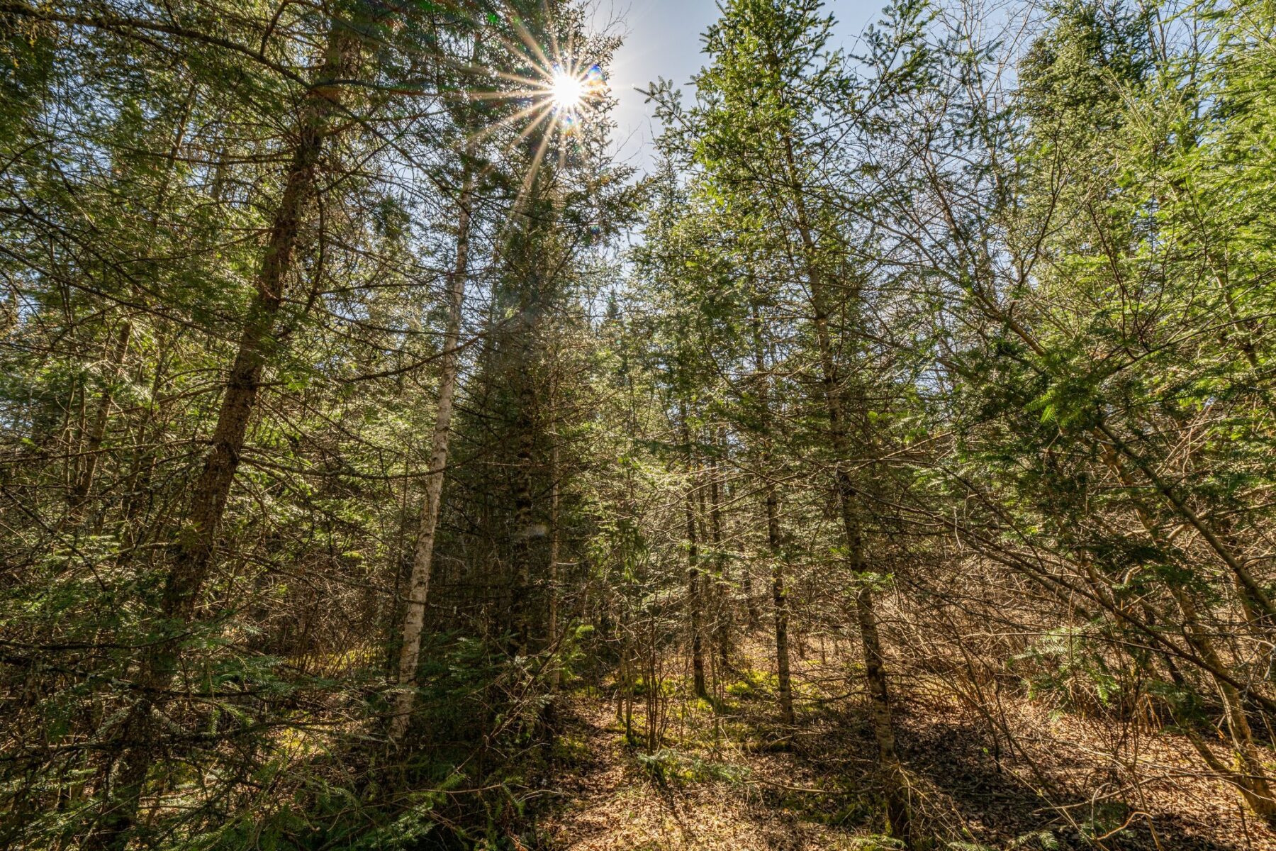 0 Clover Rd S, Winter, WI — photo 9