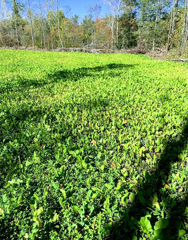 0 R Applebee Road, Exeland, WI — photo 12