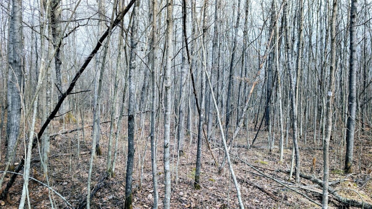 0 R Applebee Road, Exeland, WI — photo 39