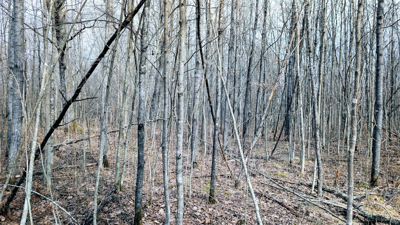 0 R Applebee Road, Exeland, WI — photo 39