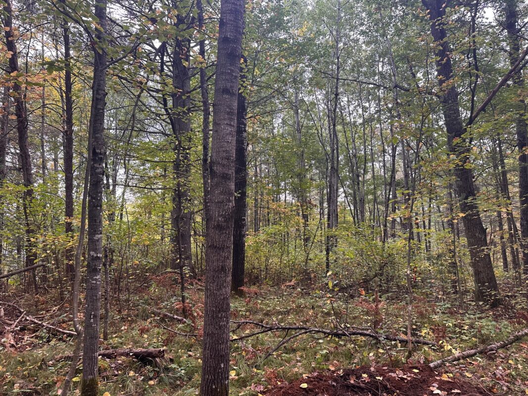 0 N Sabin Road Hayward WI 54843 — photo 3
