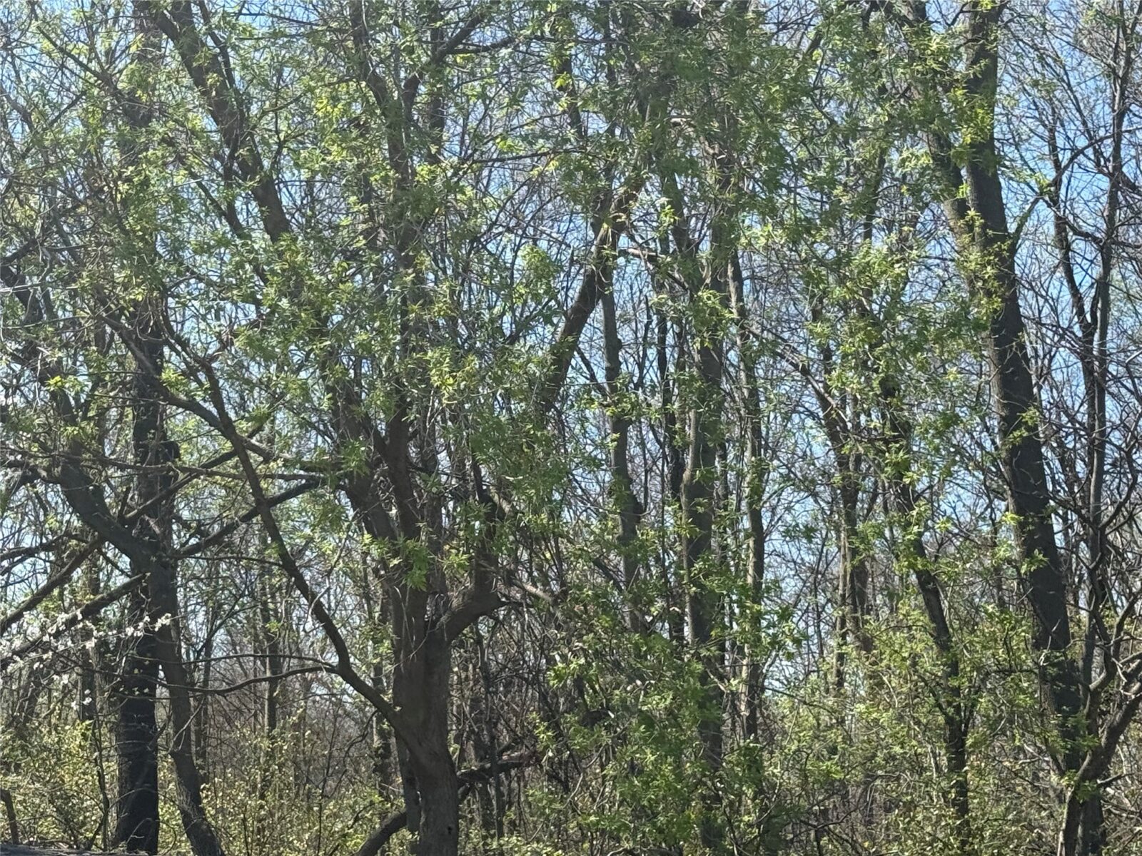 Land at 00 County Road CC, Pepin, WI 54759 — photo 10