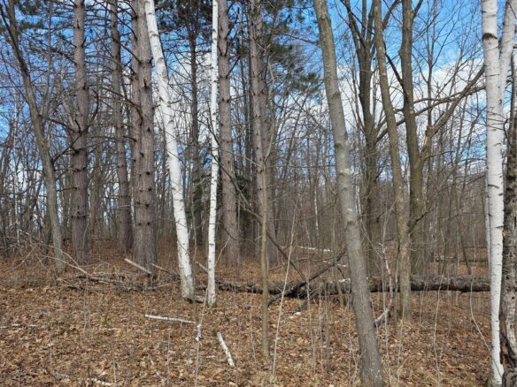 00 Highway W Weyerhaeuser WI 54895 — photo 1