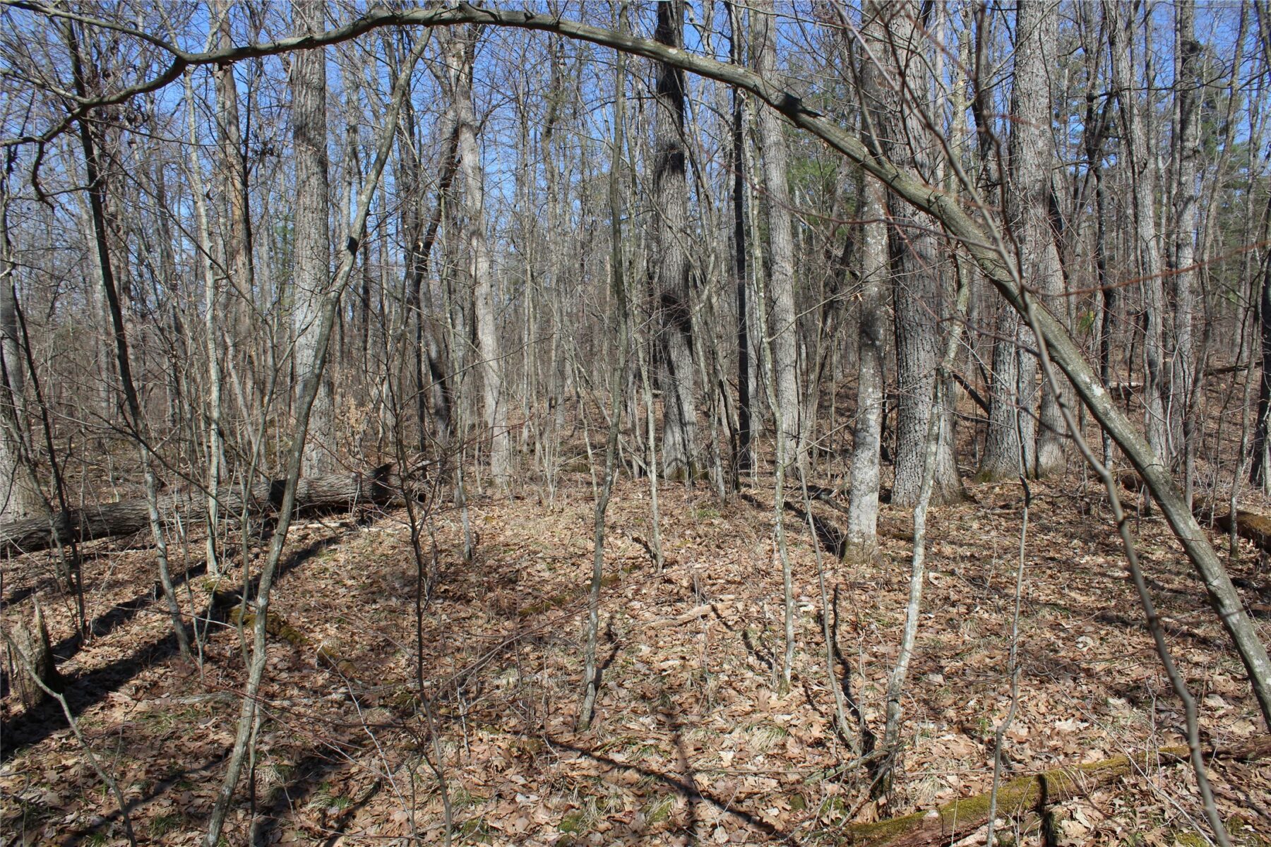 00 Resewood Ave. Lot – 3 Neillsville WI 54456 — photo 14