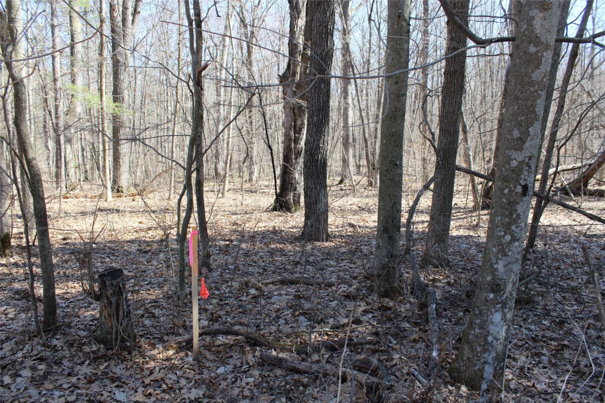 00 Resewood Ave. Lot – 3 Neillsville WI 54456 — photo 2