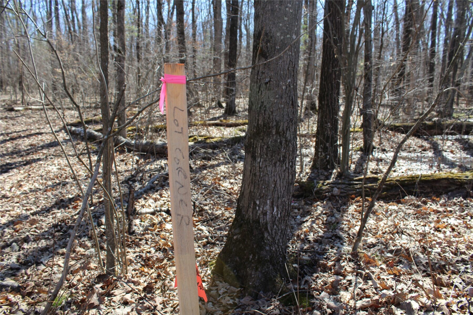 00 Resewood Ave. Lot – 3 Neillsville WI 54456 — photo 5