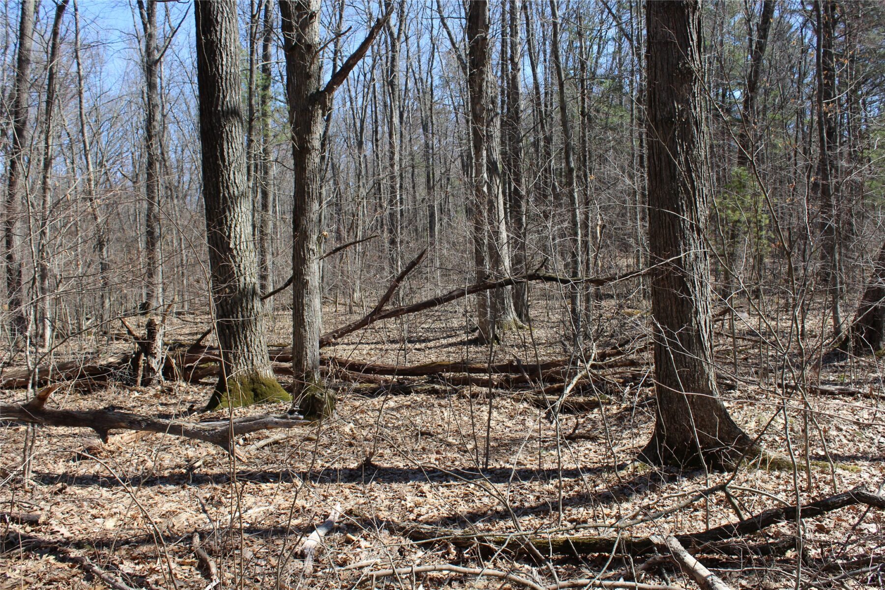 00 Resewood Ave. – Lot 4 Neillsville WI 54456 — photo 13