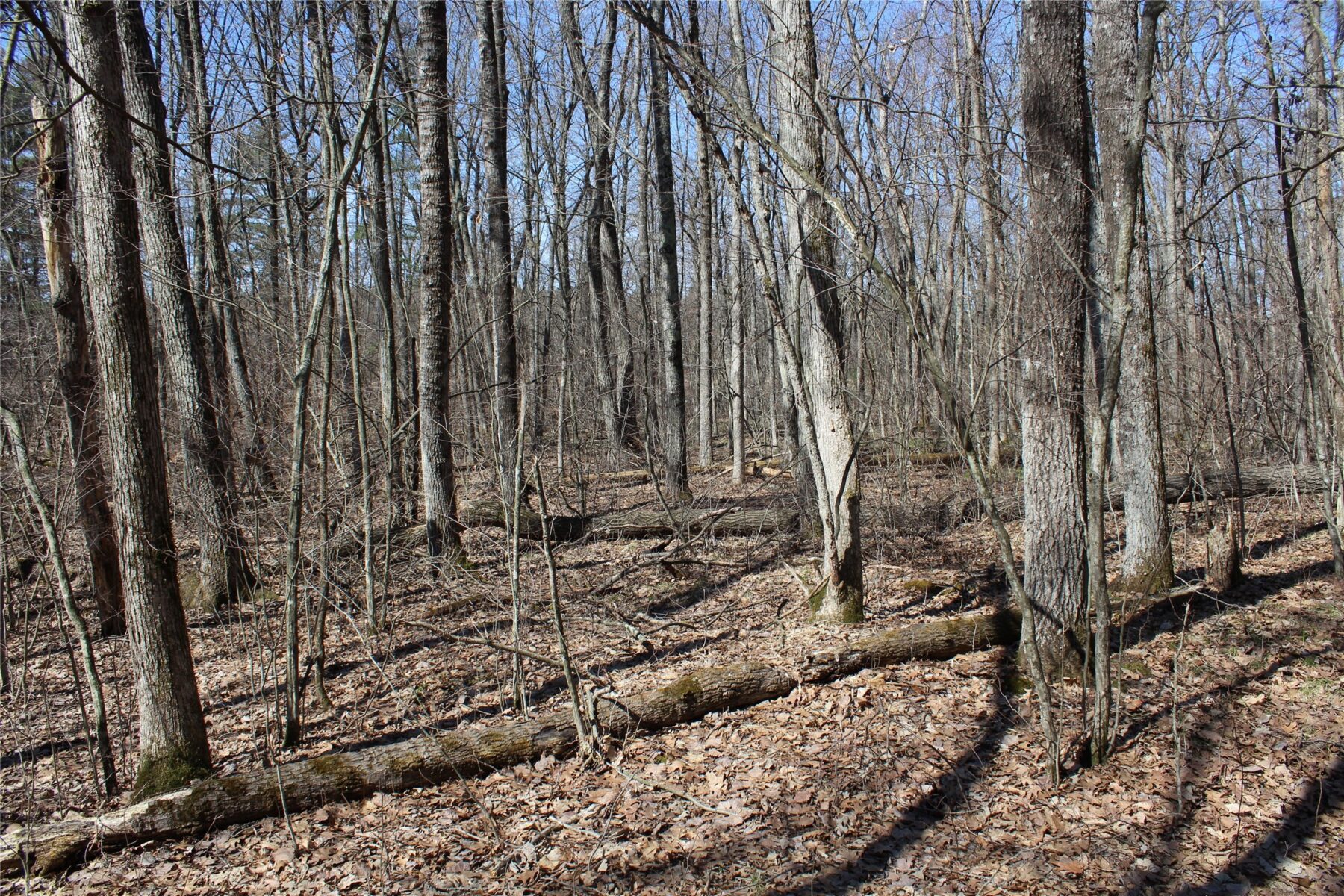 00 Resewood Ave. – Lot 4 Neillsville WI 54456 — photo 14