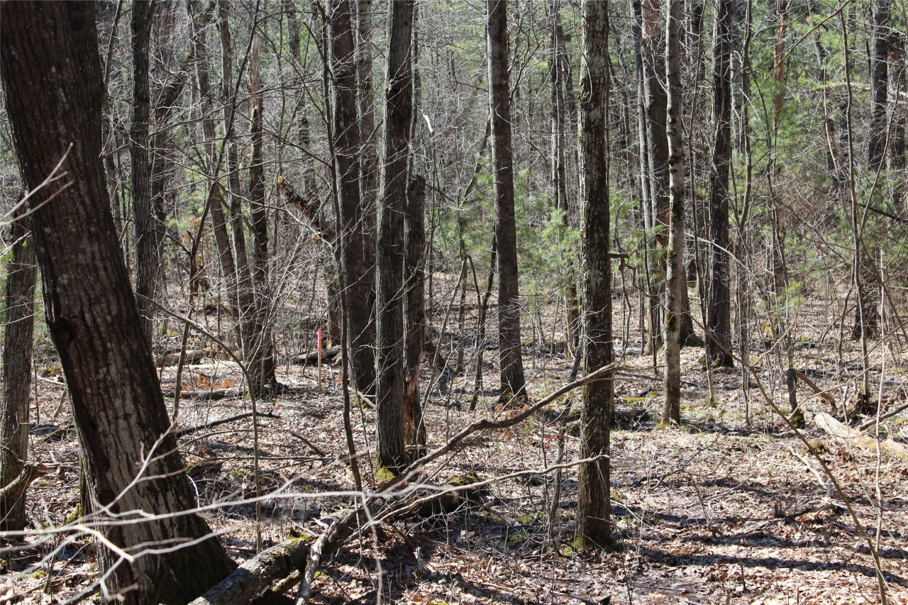 00 Resewood Ave. – Lot 4 Neillsville WI 54456 — photo 17