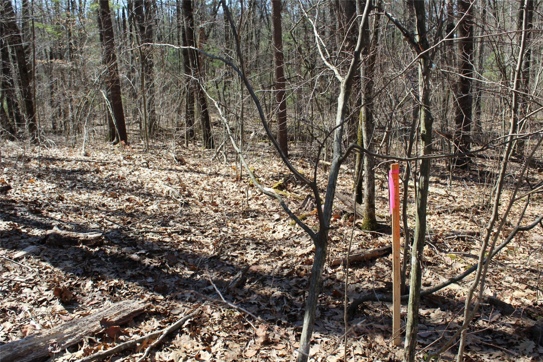 00 Resewood Ave. – Lot 4 Neillsville WI 54456 — photo 18