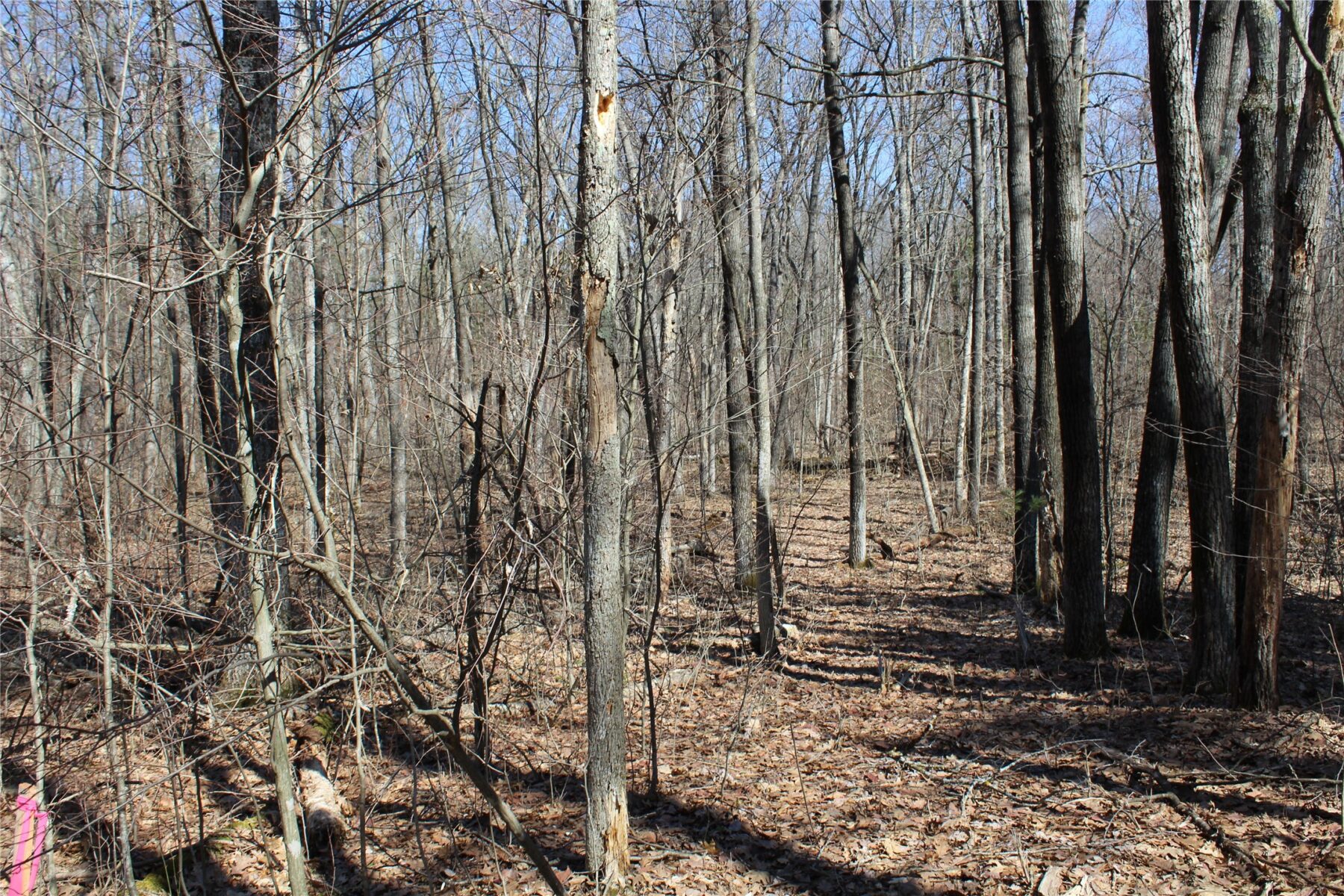 00 Resewood Ave. – Lot 4 Neillsville WI 54456 — photo 19