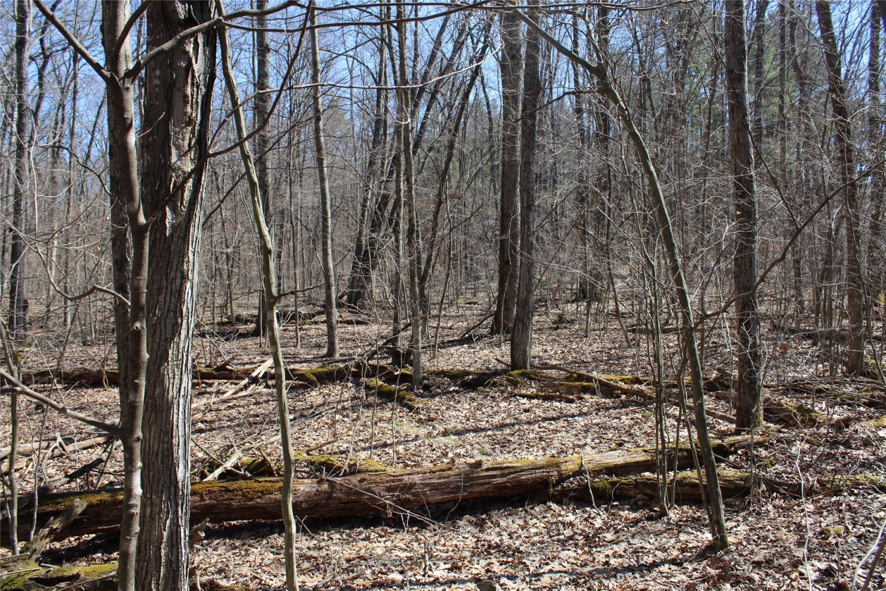 00 Resewood Ave. – Lot 4 Neillsville WI 54456 — photo 6