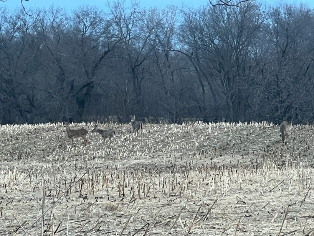 000 160th Avenue Maiden Rock WI 54750 — photo 11