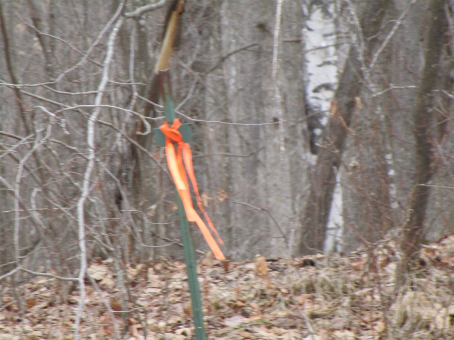 Residential at 000 Camp Road, Weyerhaeuser, WI 54895 — photo 11