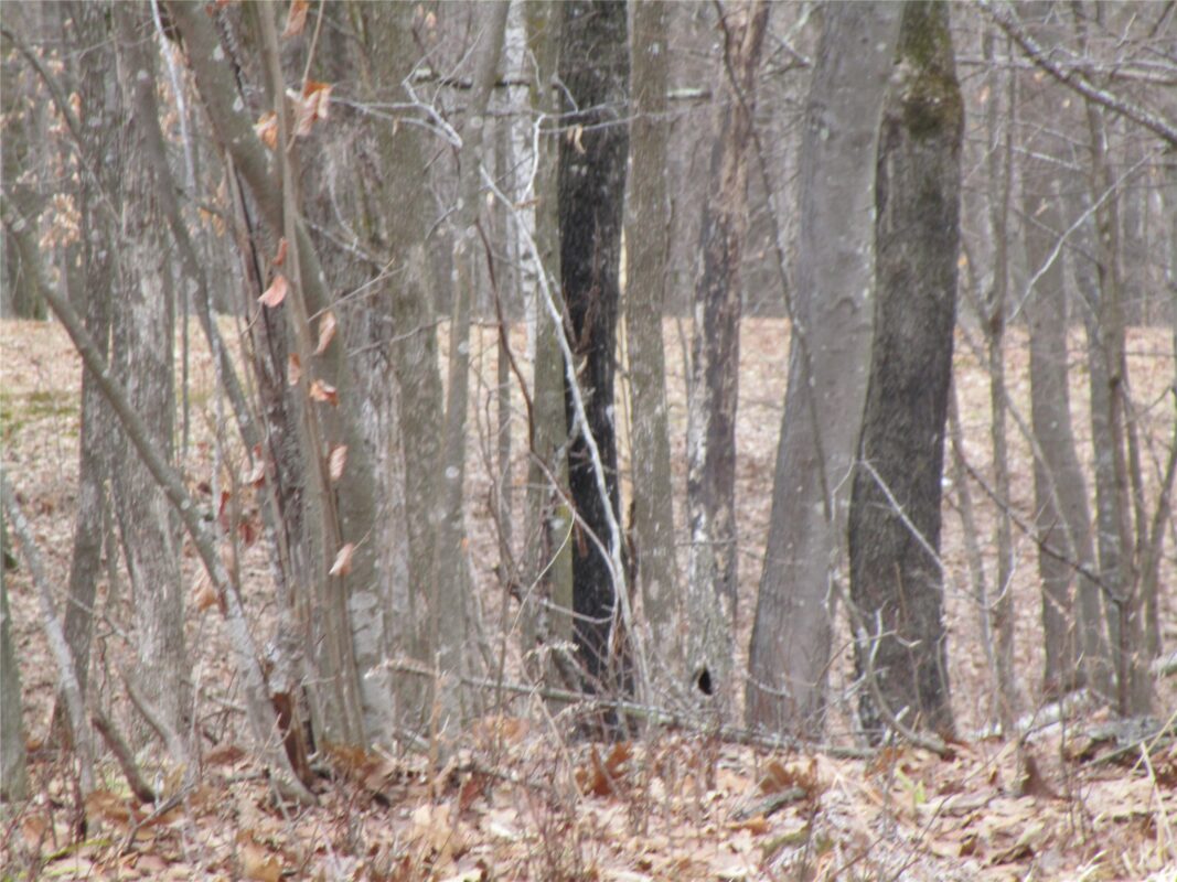 Residential at 000 Camp Road, Weyerhaeuser, WI 54895 — photo 12