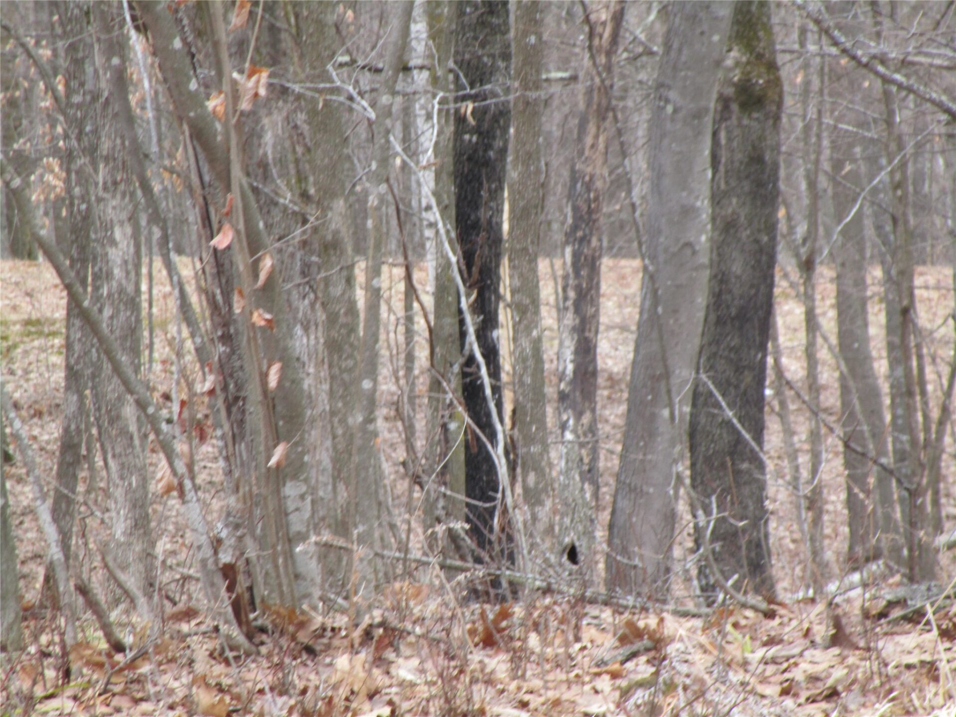 Residential at 000 Camp Road, Weyerhaeuser, WI 54895 — photo 12