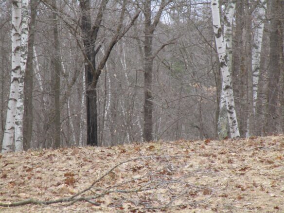 Residential at 000 Camp Road, Weyerhaeuser, WI 54895 — photo 1