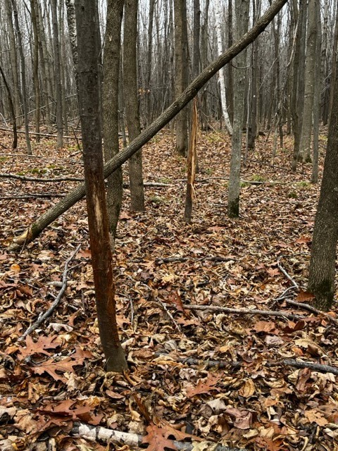 Land at 000 Granton Road, Neillsville, WI 54456 — photo 12