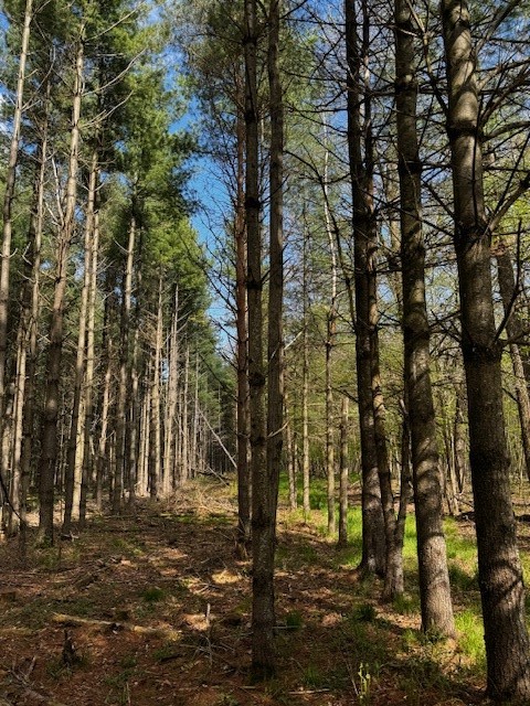 Land at 000 Granton Road, Neillsville, WI 54456 — photo 13