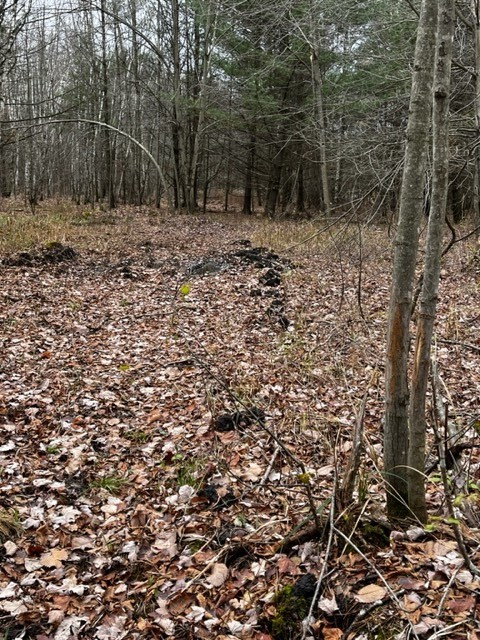 Land at 000 Granton Road, Neillsville, WI 54456 — photo 4