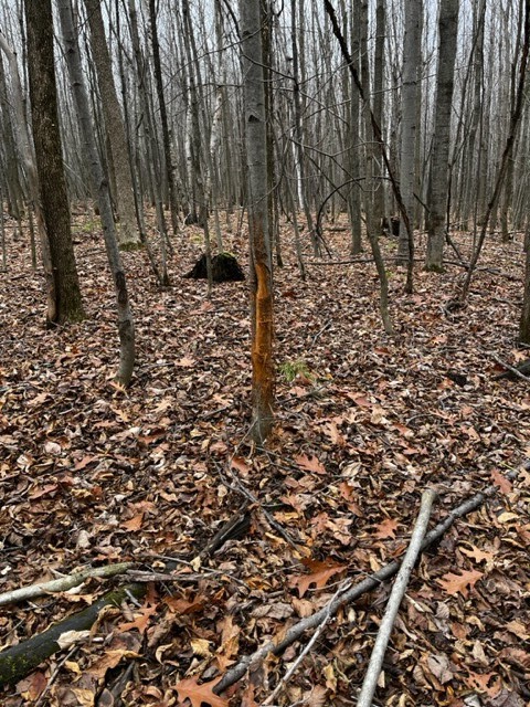 Land at 000 Granton Road, Neillsville, WI 54456 — photo 9