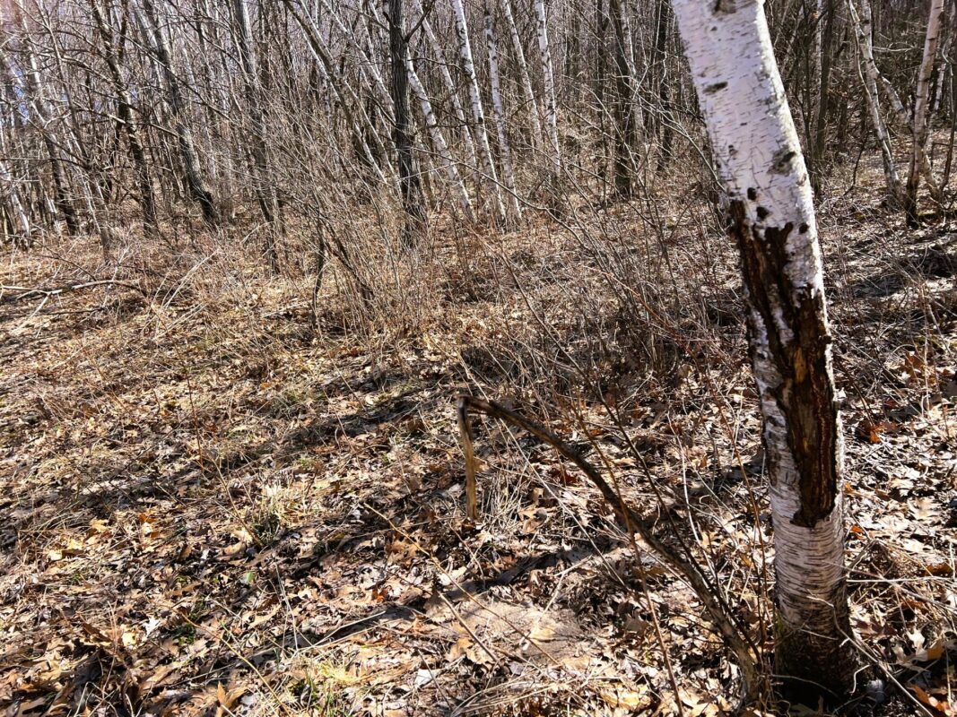 Land at 000 Pete Coulee Road, Taylor, WI 54659 — photo 46