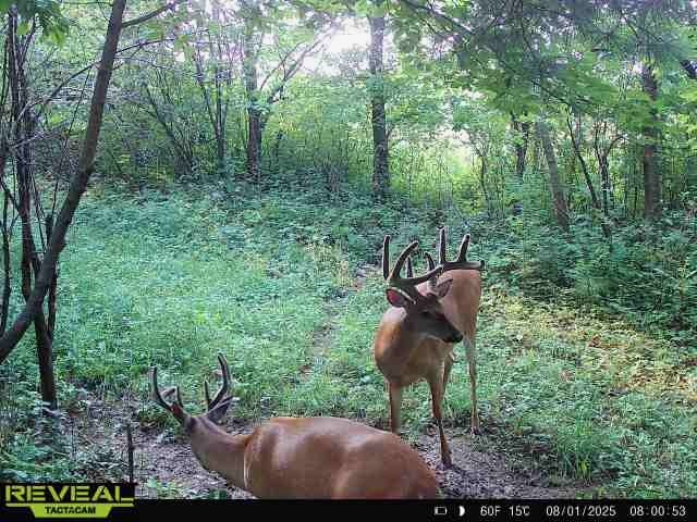 0000 110th Avenue Avenue, Glenwood City, WI — photo 42