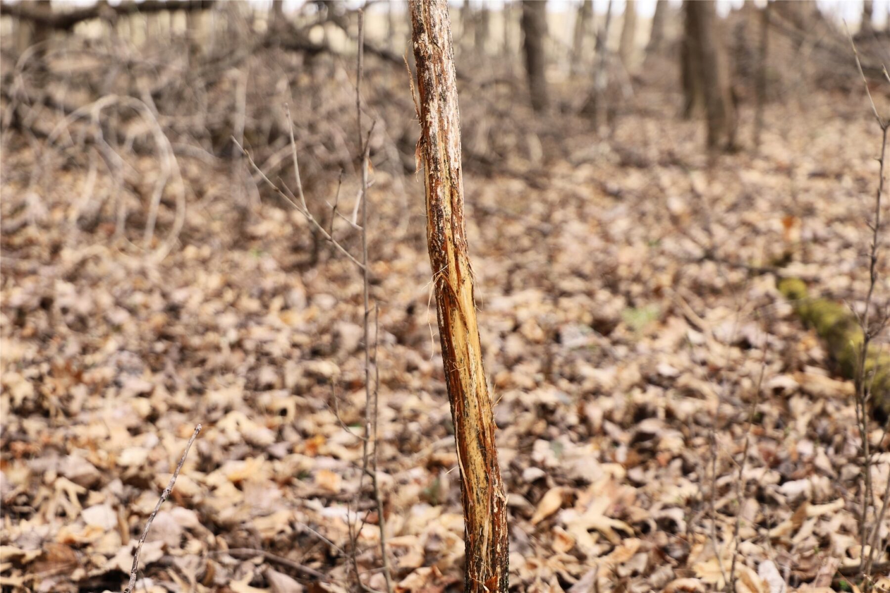 0000 Fourth Street E, Other, MN — photo 14