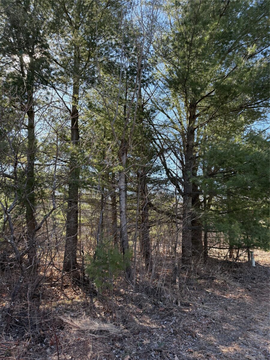 1.06 Acre on 297th Avenue Holcombe WI 54745 — photo 10
