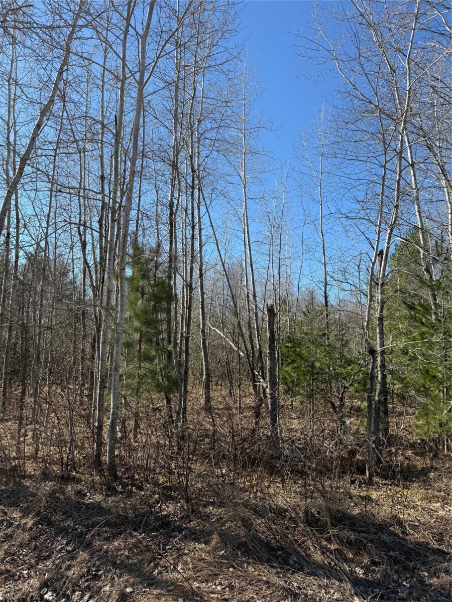1.06 Acre on 297th Avenue Holcombe WI 54745 — photo 7