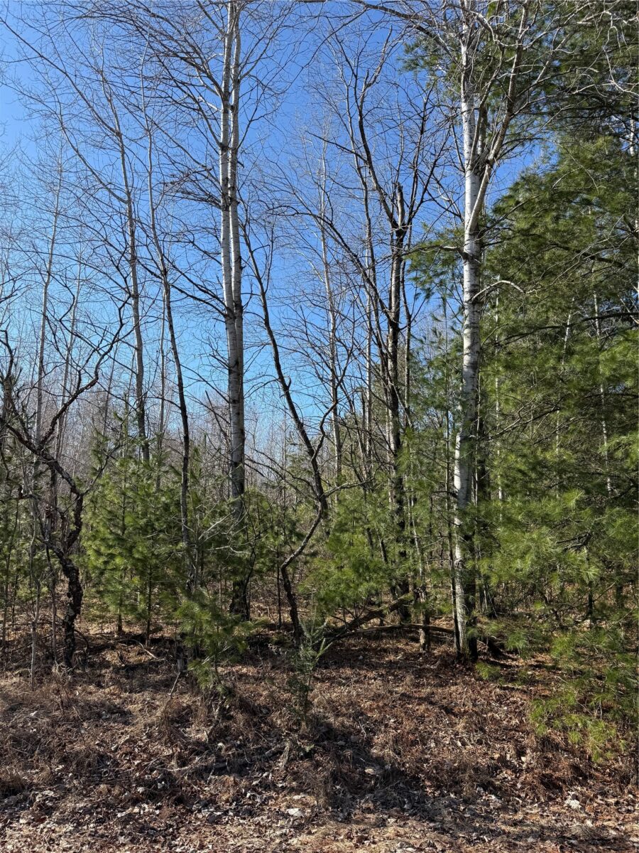 1.06 Acre on 297th Avenue Holcombe WI 54745 — photo 8