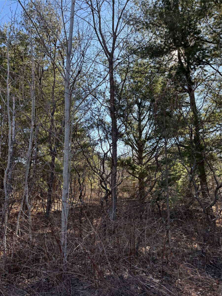 1.06 Acre on 297th Avenue Holcombe WI 54745 — photo 9