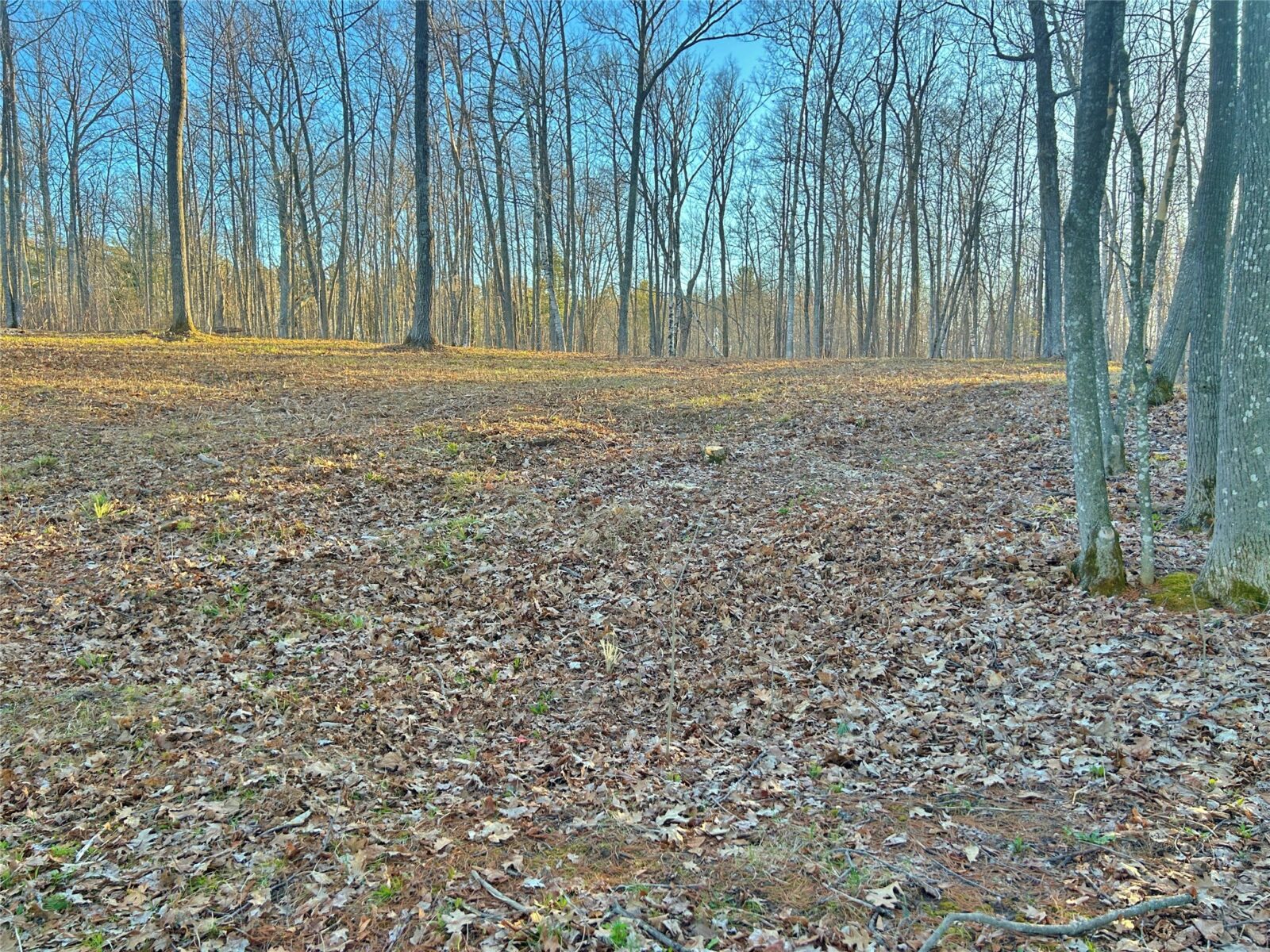 Land at 10358 White Bear Avenue, Hayward, WI 54843 — photo 3