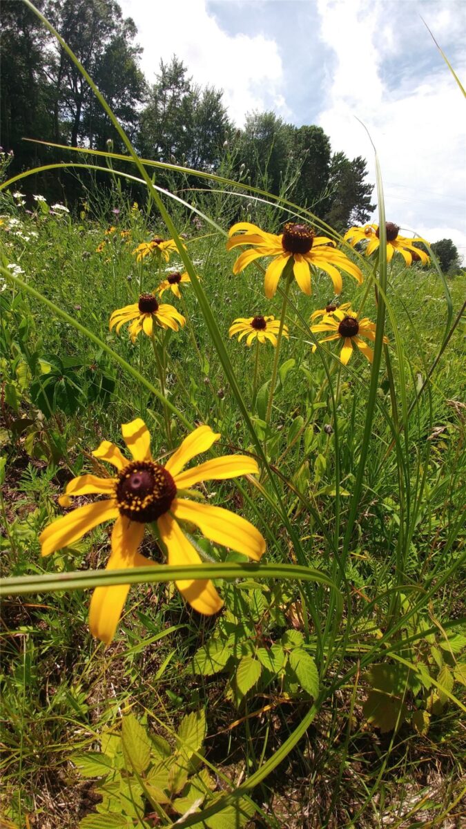 Residential at 11116 Blackberry Road, Trego, WI 54888 — photo 16