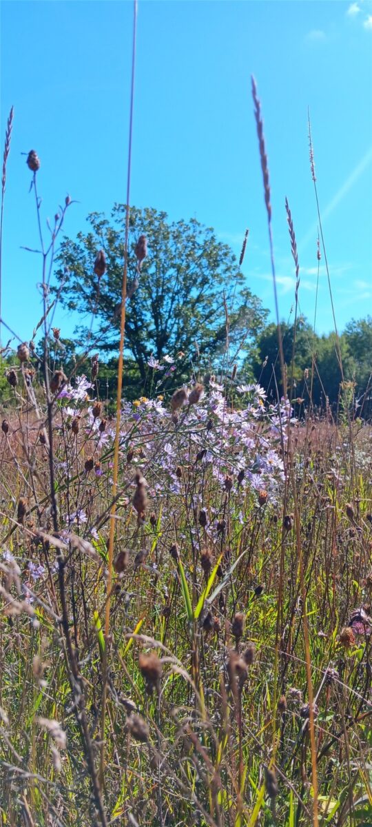 Residential at 11116 Blackberry Road, Trego, WI 54888 — photo 17