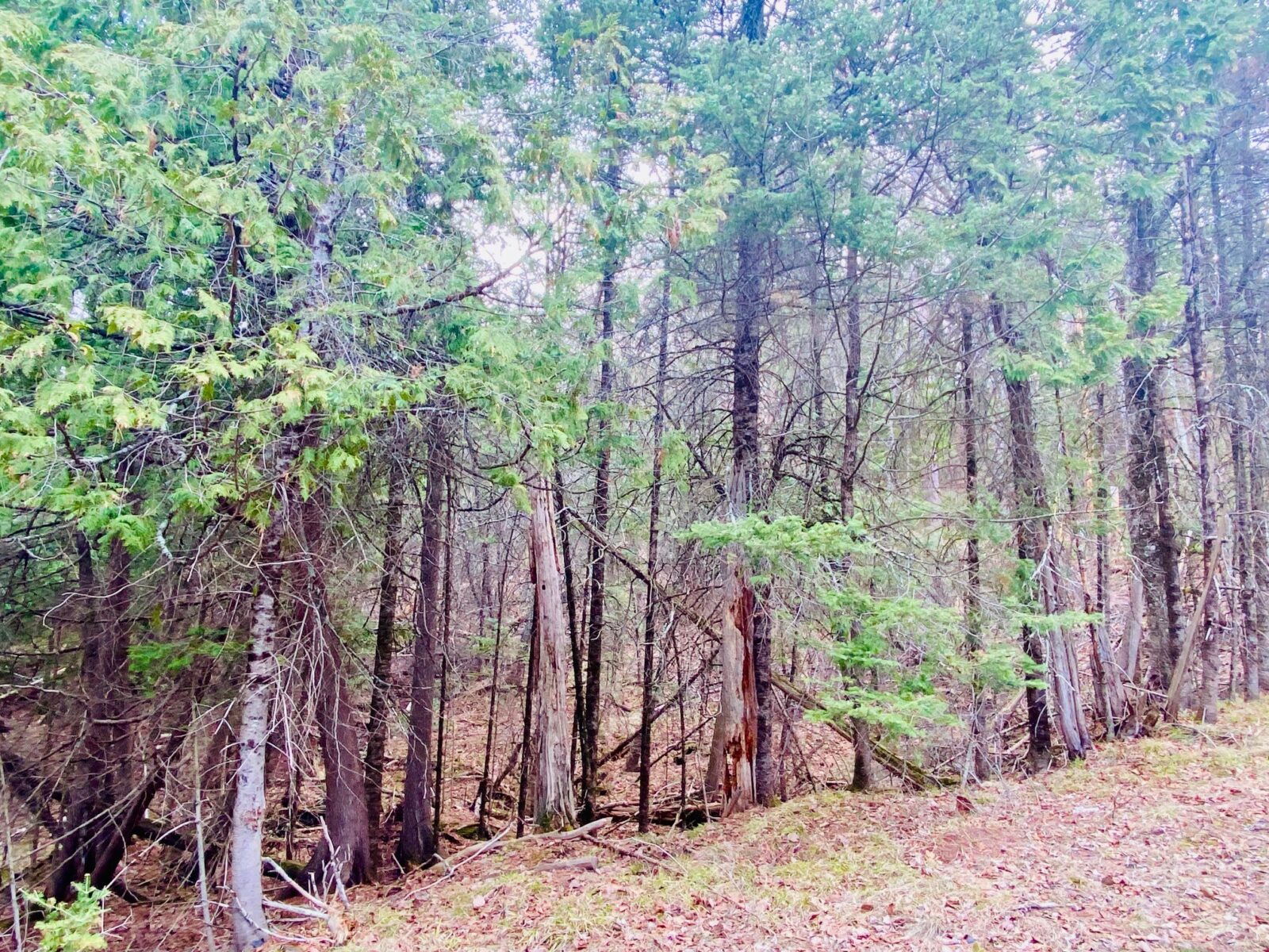 11171 S Engstad Road, Solon Springs, WI — photo 8