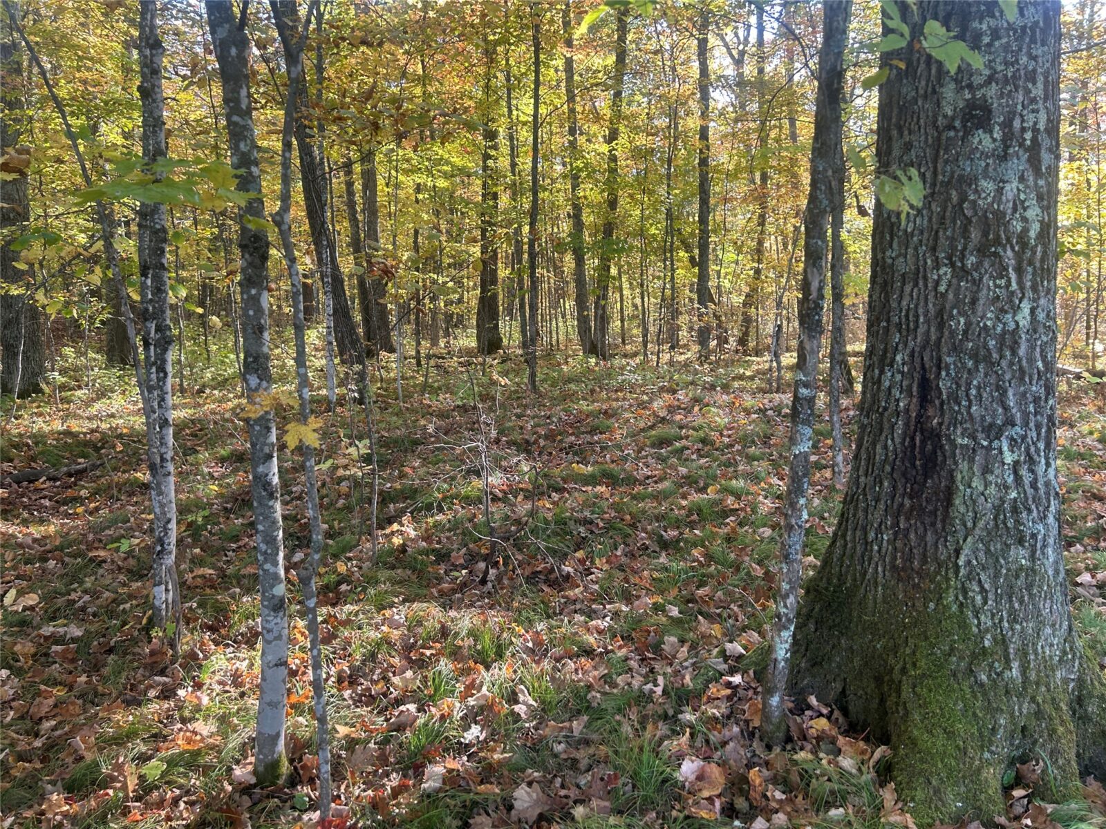 11404 N Farnsworth Road Hayward WI 54843 — photo 27