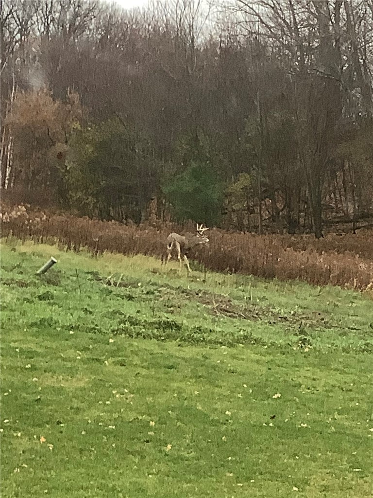 1449-3-12-Dallas-WI-54733-7