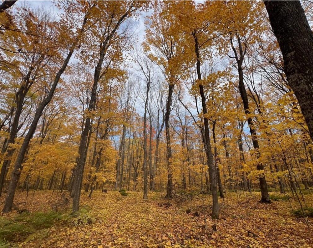 Residential at 154XX Durphee Lane, Hayward, WI 54843 — photo 5