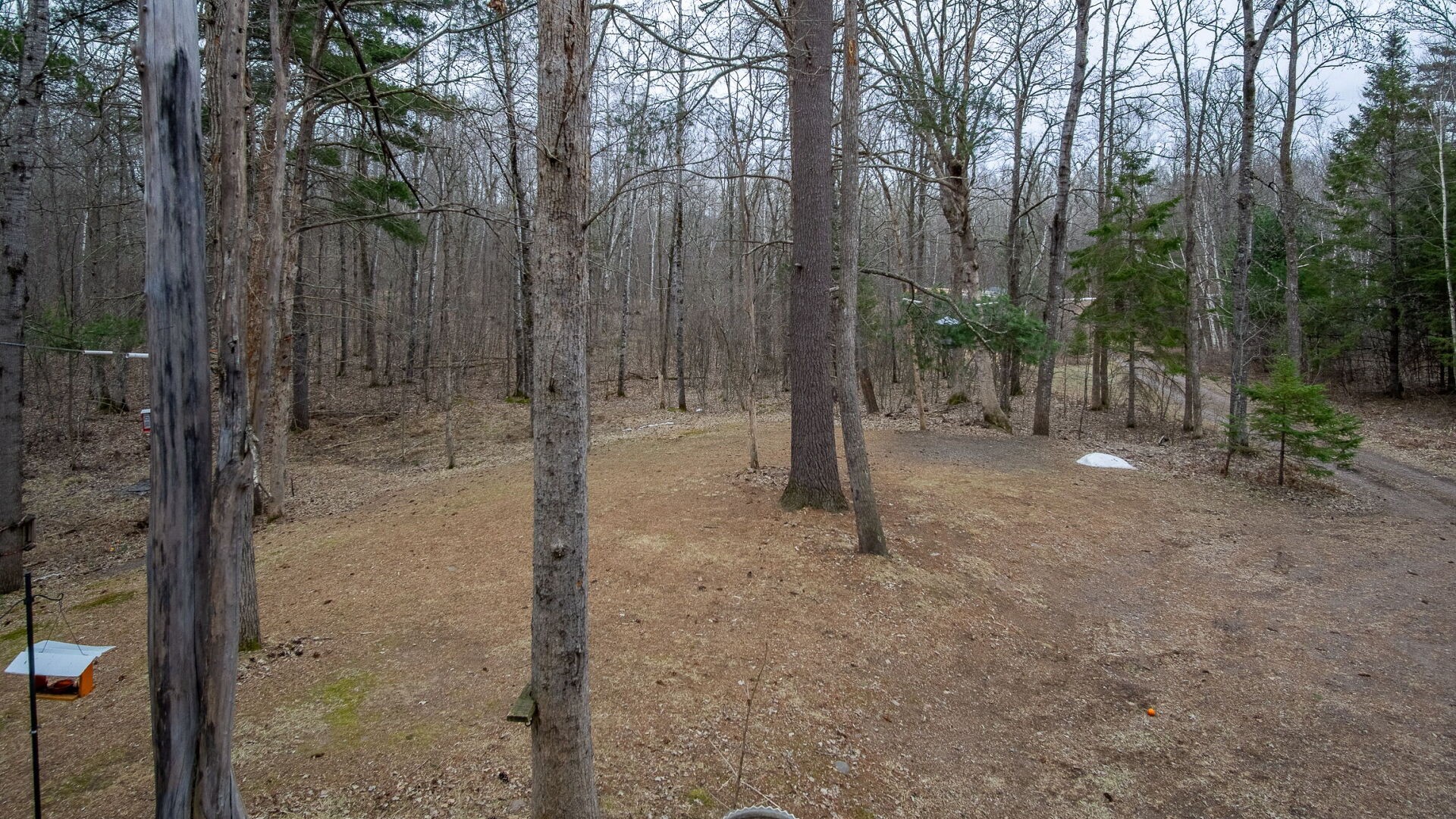 15594-Deer-Birchwood-WI-54817-6