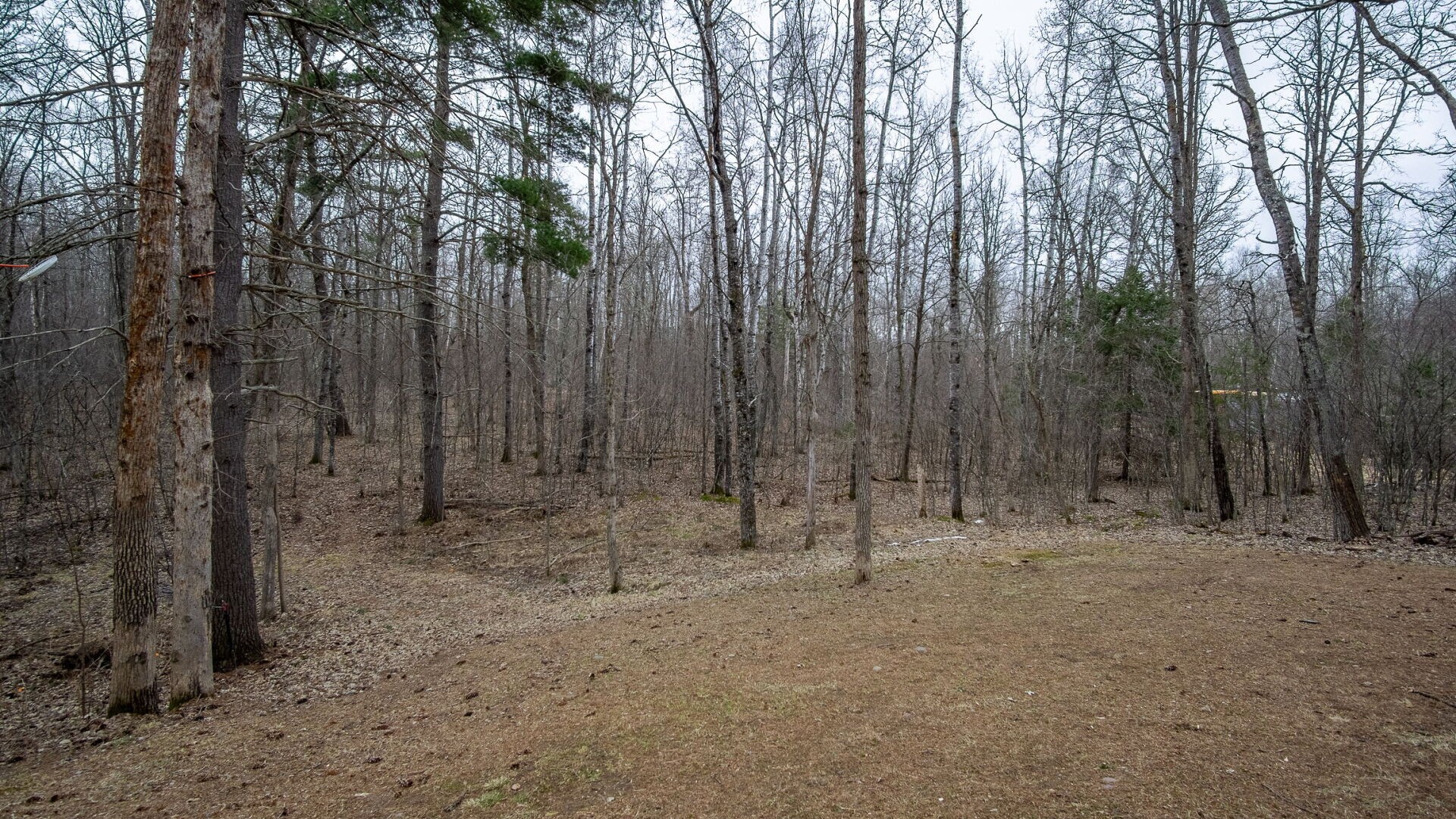 15594-Deer-Birchwood-WI-54817-8