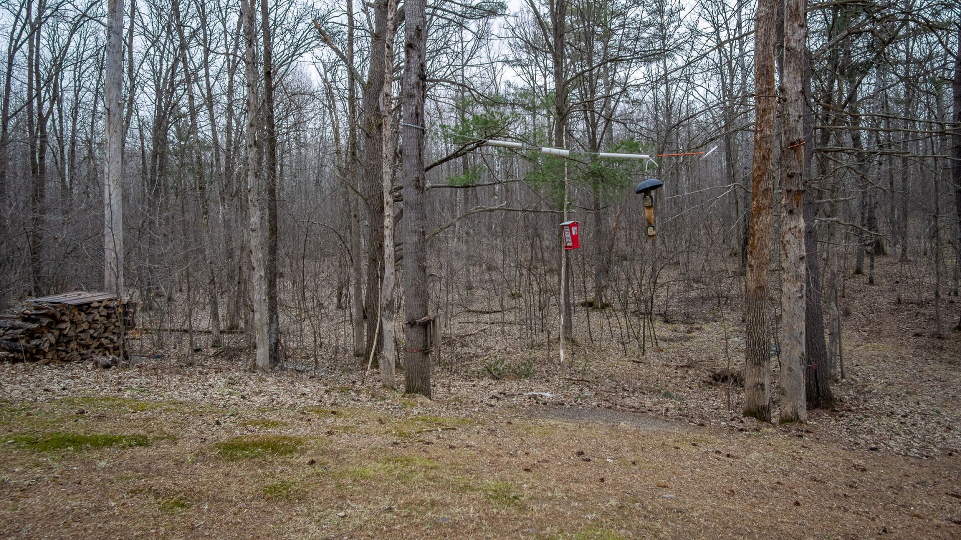 15594-Deer-Birchwood-WI-54817-9