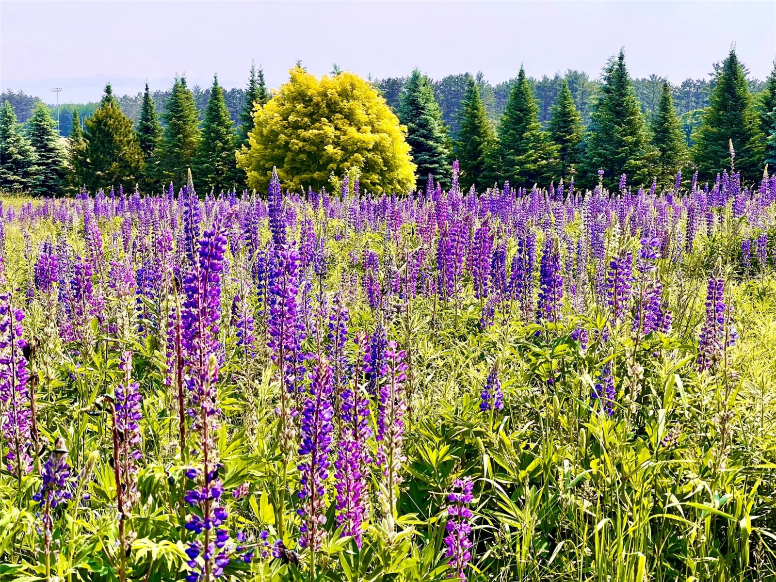 201 Hilltop Road, Shell Lake, WI — photo 57