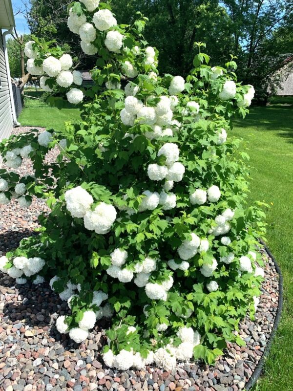 Residential at 206 Ranger Court, Milltown, WI 54858 — photo 10